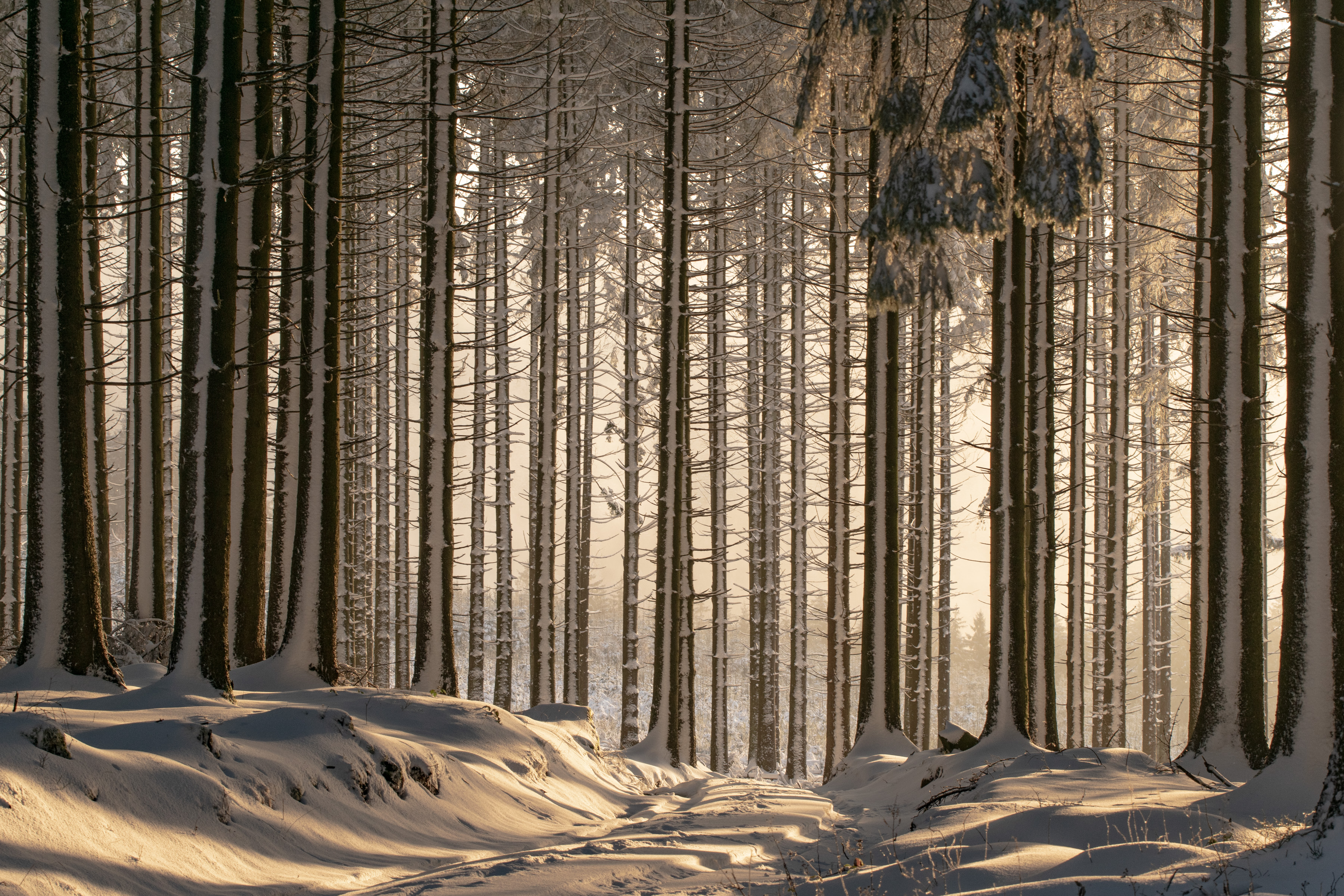 Image de forêt